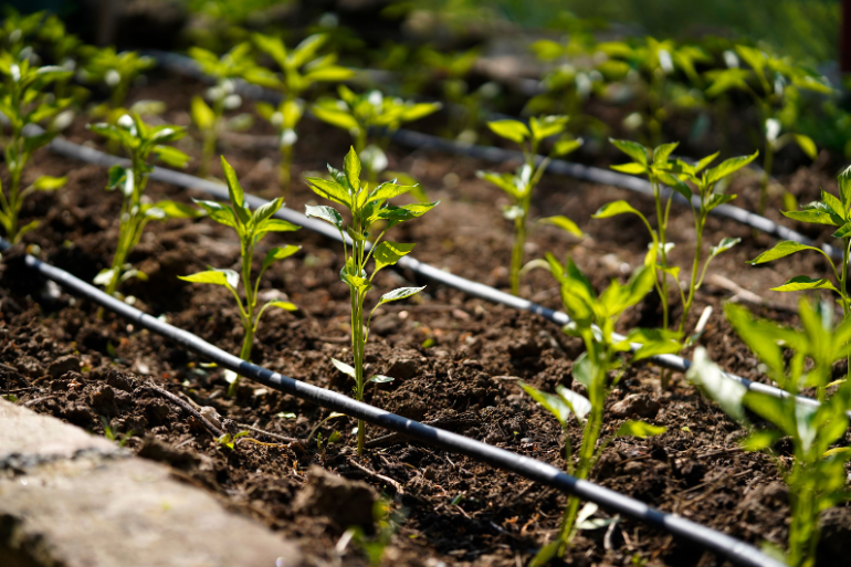Drip Irrigation 